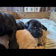 Labrador Retriever - Both