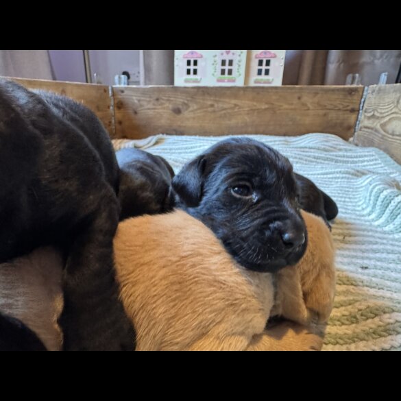 Labrador Retriever - Both
