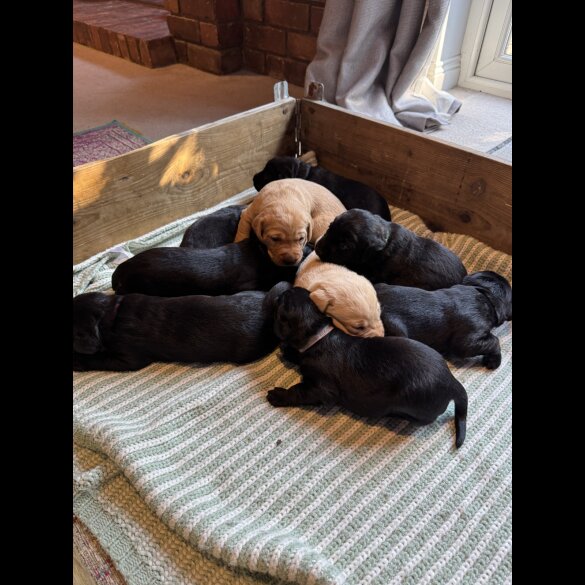 Labrador Retriever - Both