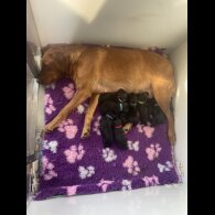 Labrador Retriever - Both