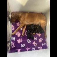 Labrador Retriever - Both
