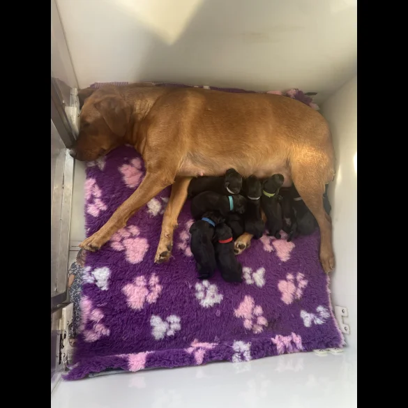 Labrador Retriever - Both