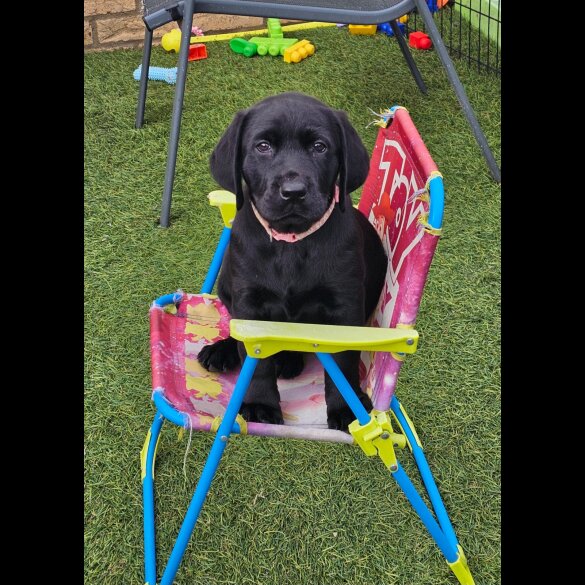 Labrador Retriever - Both