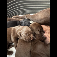 Labrador Retriever - Both