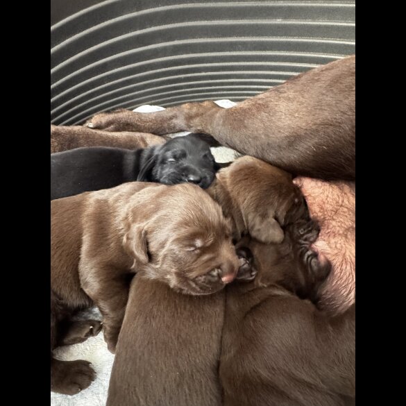 Labrador Retriever - Both
