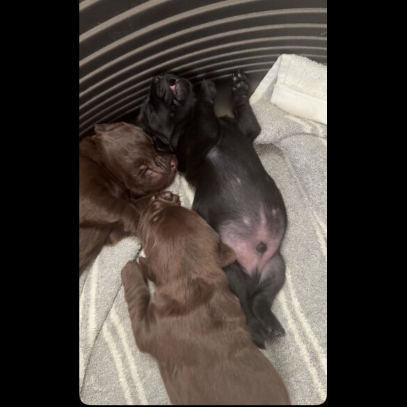 Labrador Retriever - Both