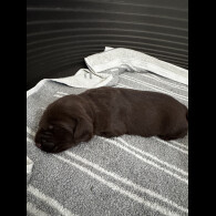 Labrador Retriever - Both