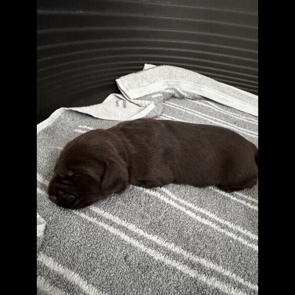 Labrador Retriever - Both