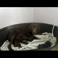 Labrador Retriever - Both