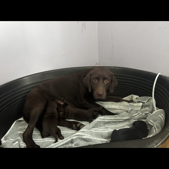 Labrador Retriever - Both
