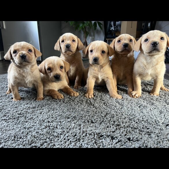 Labrador Retriever - Both