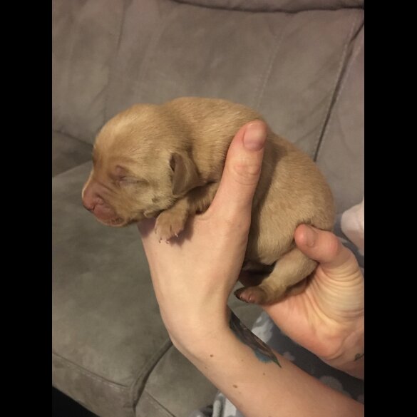 Labrador Retriever - Both