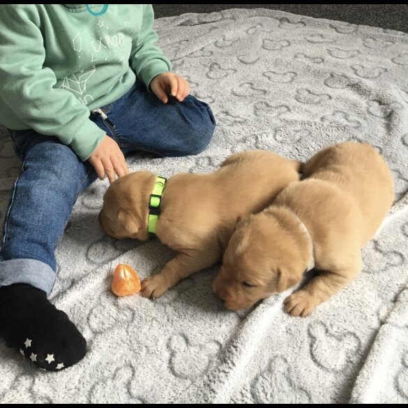 Labrador Retriever - Both