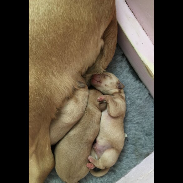 Labrador Retriever - Both