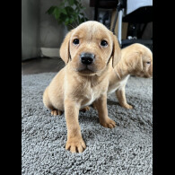 Labrador Retriever - Both
