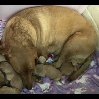 Labrador Retriever - Both