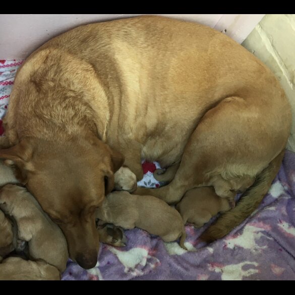 Labrador Retriever - Both