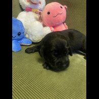 Labrador Retriever - Both