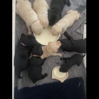 Labrador Retriever - Both