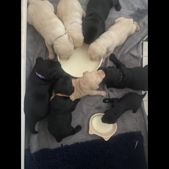 Labrador Retriever - Both