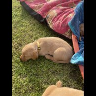 Labrador Retriever - Both