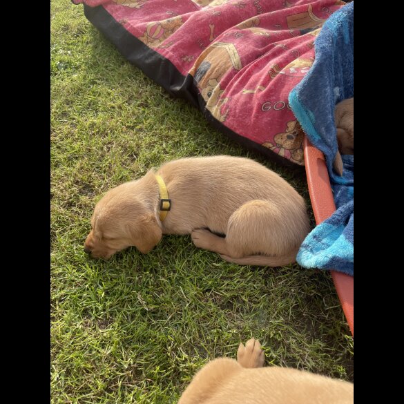 Labrador Retriever - Both