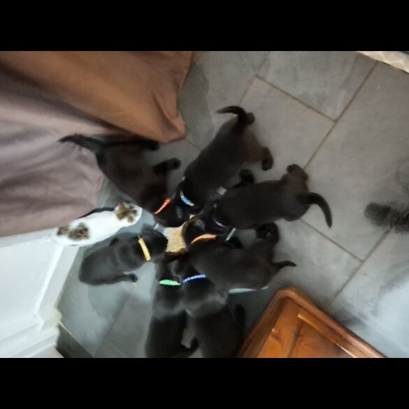 Labrador Retriever - Both