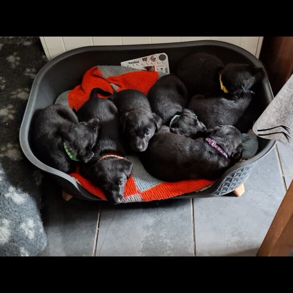 Labrador Retriever - Both
