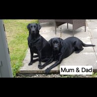 Labrador Retriever - Both