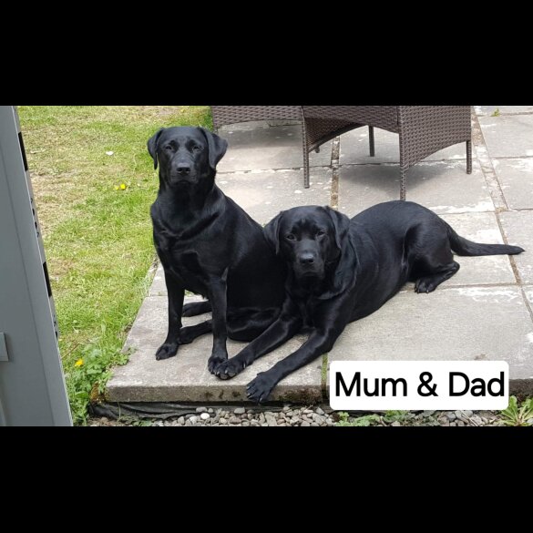 Labrador Retriever - Both