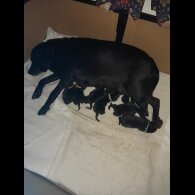 Labrador Retriever - Both