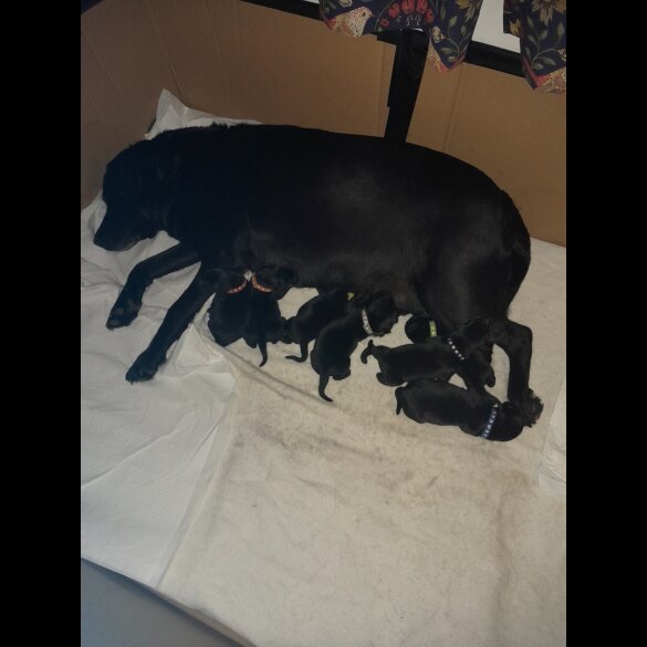 Labrador Retriever - Both