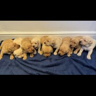 Labrador Retriever - Both