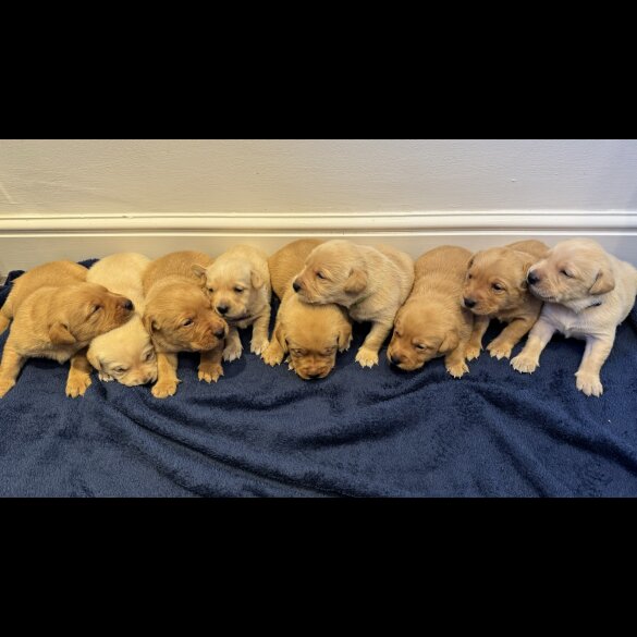 Labrador Retriever - Both