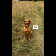 Labrador Retriever - Both