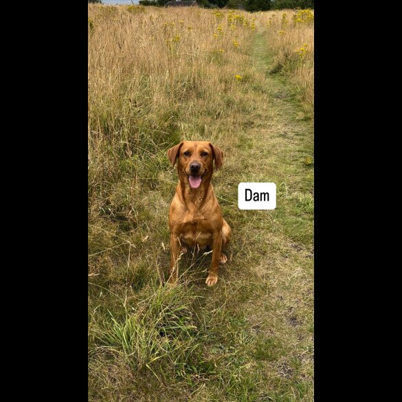Labrador Retriever - Both
