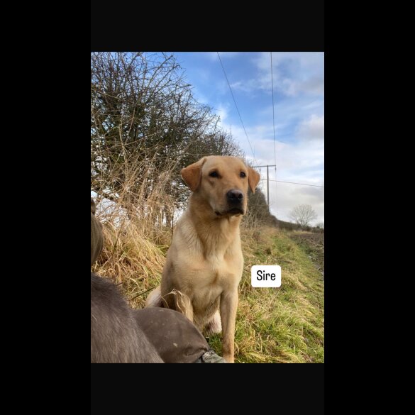 Labrador Retriever - Both