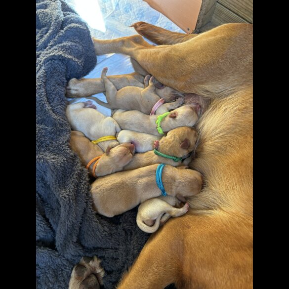 Labrador Retriever - Both