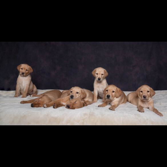 Labrador Retriever - Both