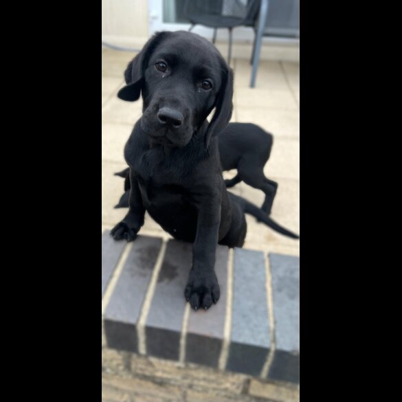 Labrador Retriever - Both