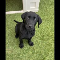 Labrador Retriever - Both