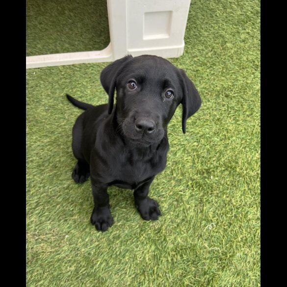 Labrador Retriever - Both