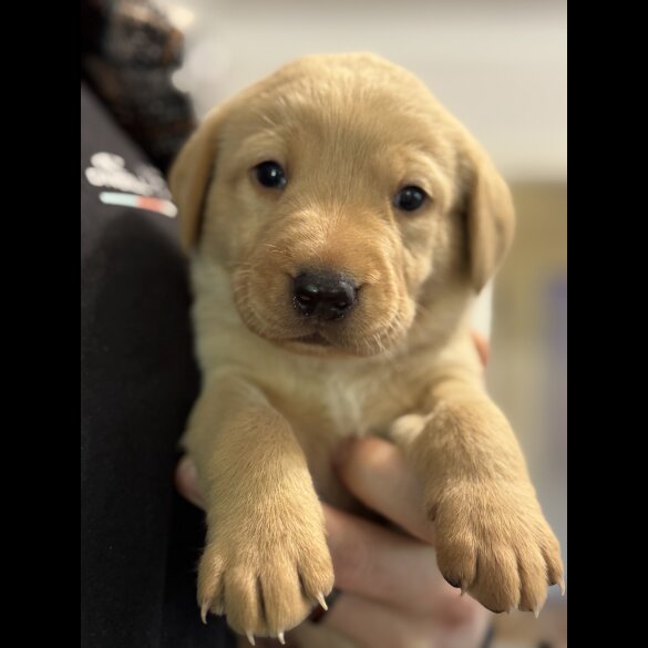 Labrador Retriever - Both