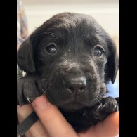 Labrador Retriever - Both