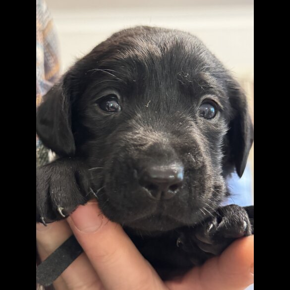 Labrador Retriever - Both