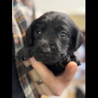 Labrador Retriever - Both