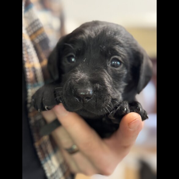 Labrador Retriever - Both
