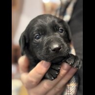 Labrador Retriever - Both
