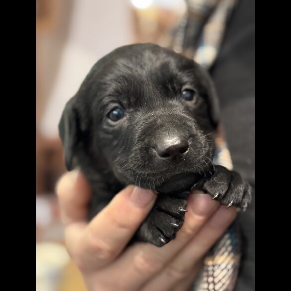 Labrador Retriever - Both
