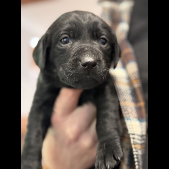 Labrador Retriever - Both